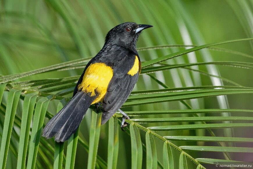 Черномантийный трупиал, Icterus prosthemelas praecox, Black-cowled Oriole