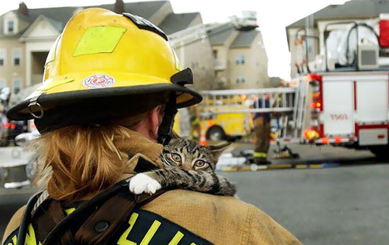 9 храбрых пожарных, которые рисковали своей жизнью ради спасения домашних животных