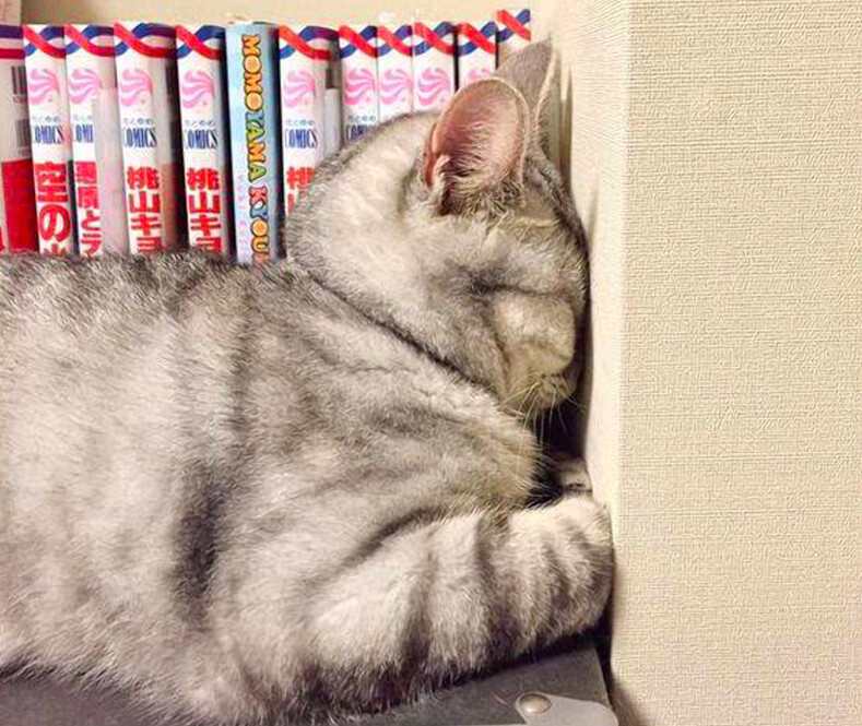 ТОП-15 доказательств того, что кошки могут уснуть в самых неожиданных (и не самых удобных) местах