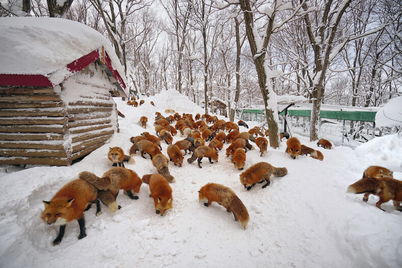 Самая милая деревня в мире: место, где обитают несколько сотен лис (прекраснее фото вы не видели)