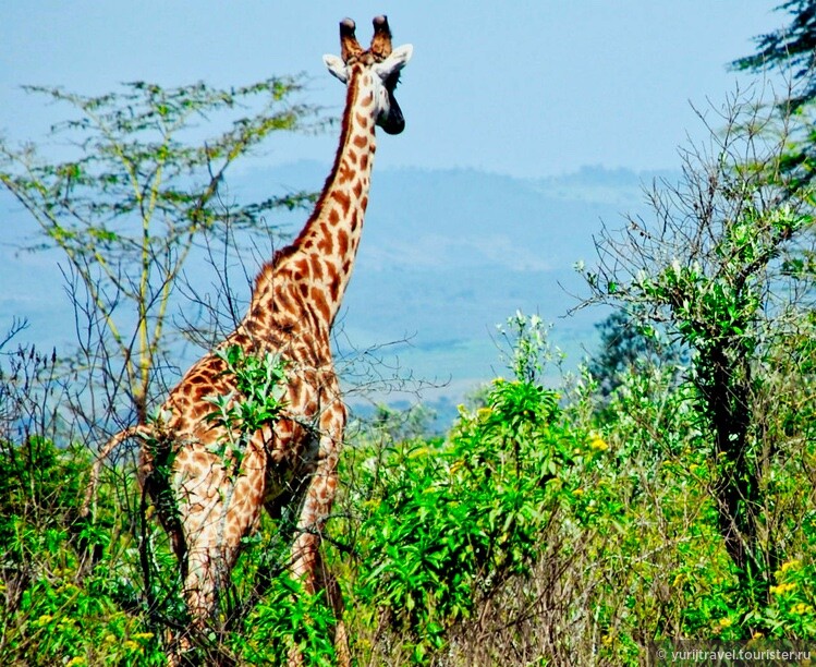 Долгая дорога к гориллам Уганды. Ч-12. Царство жирафов на озере Найваша