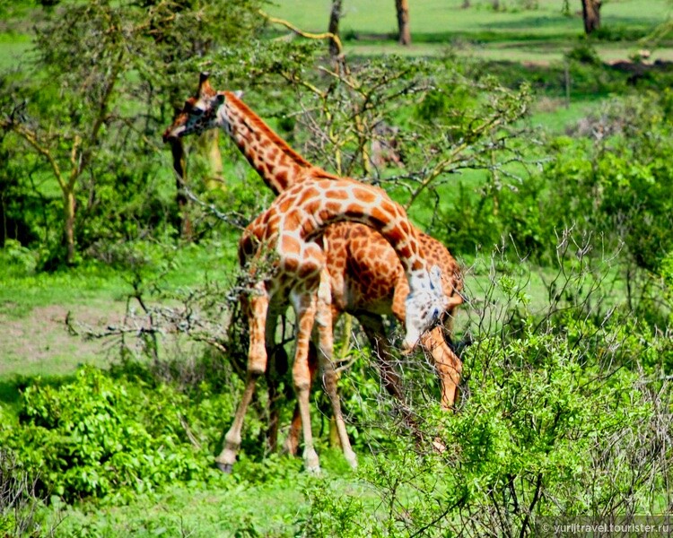 Долгая дорога к гориллам Уганды. Ч-12. Царство жирафов на озере Найваша