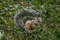 Пестрая белка, Sciurus variegatoides, Variegated squirrel