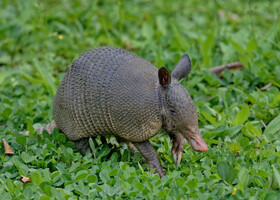 Девятипоясный броненосец, Dasypus novemcinctus, Nine-banded armadillo