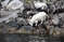 На каменистых берегах Люсефьорда мирно пасутся козы