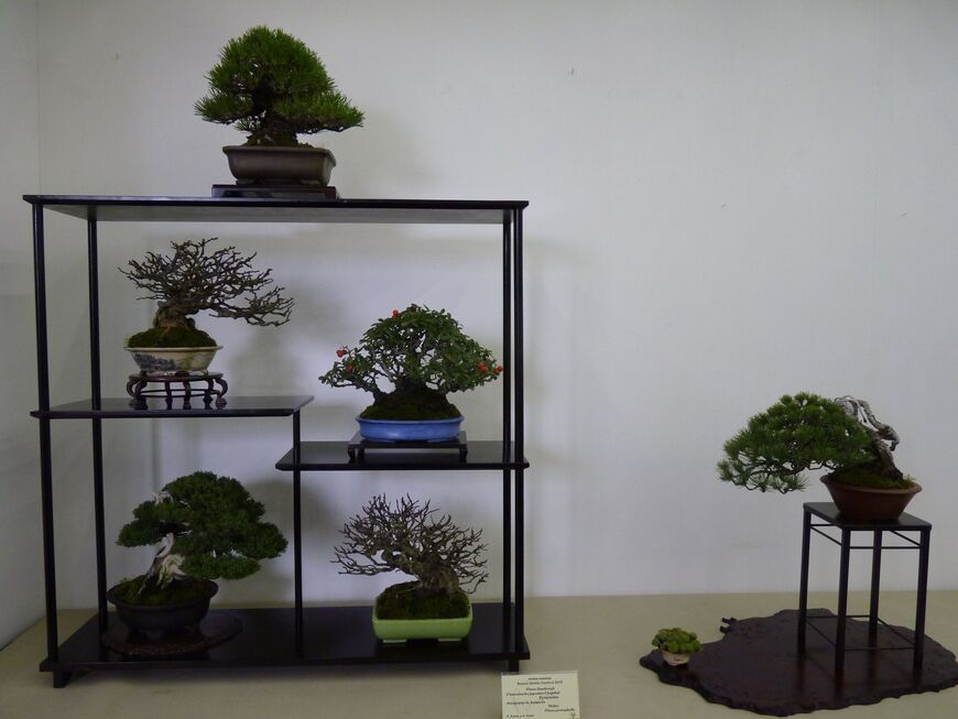 Музей бонсая <br/> (Crespi Bonsai Museum)