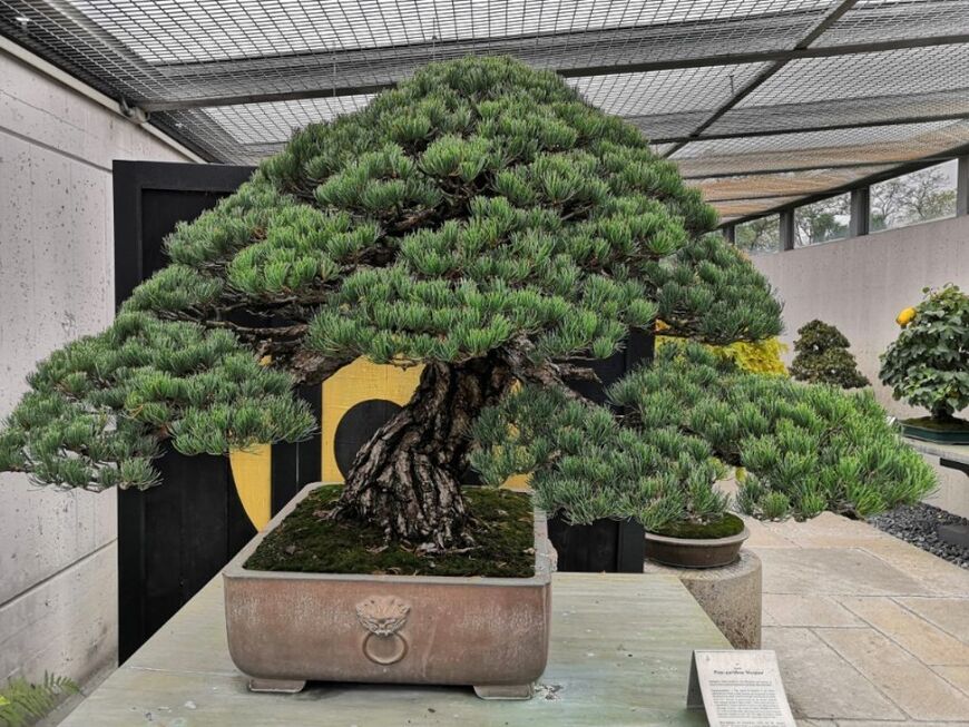 Музей бонсая <br/> (Crespi Bonsai Museum)