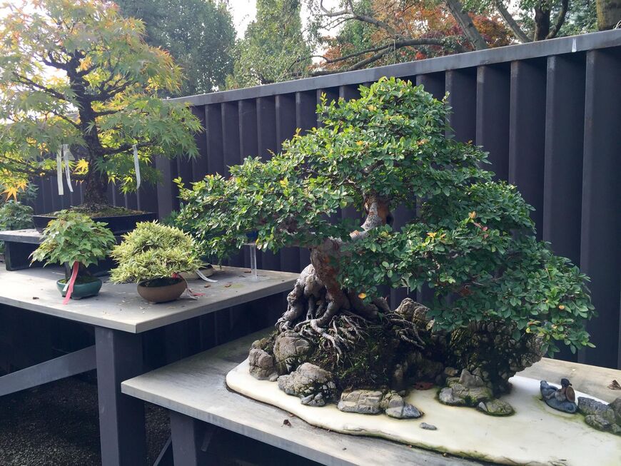 Музей бонсая <br/> (Crespi Bonsai Museum)