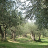 Экскурсия к производителю оливкого масла 