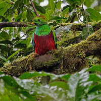 Квезал, Pharomachrus mocinno costaricensis, Resplendent Quetzal