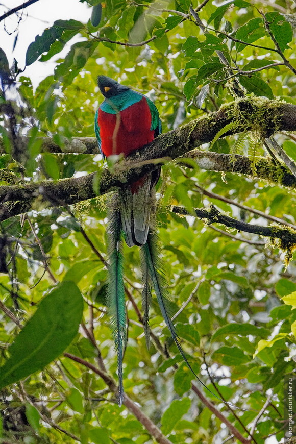 Квезал, Pharomachrus mocinno costaricensis, Resplendent Quetzal