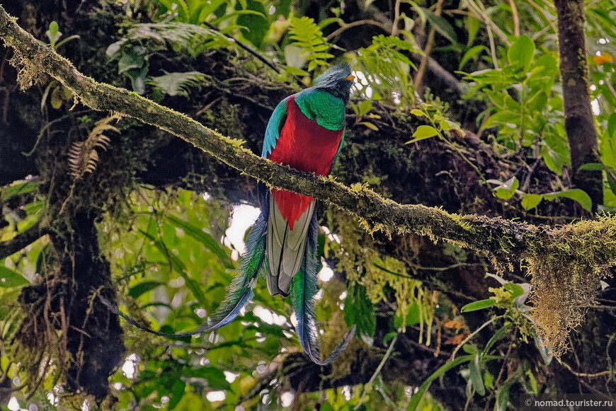 Квезал, Pharomachrus mocinno costaricensis, Resplendent Quetzal