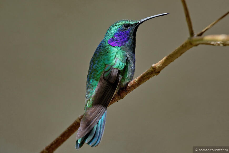 Малый фиалковый колибри, Colibri cyanotus cabanidis, Lesser Violet-ear