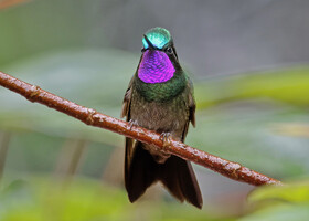 Пурпурногорлый сверкающий колибри, Lampornis calolaemus pectoralis, Purple-throated Mountain-gem