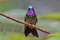 Пурпурногорлый сверкающий колибри, Lampornis calolaemus pectoralis, Purple-throated Mountain-gem