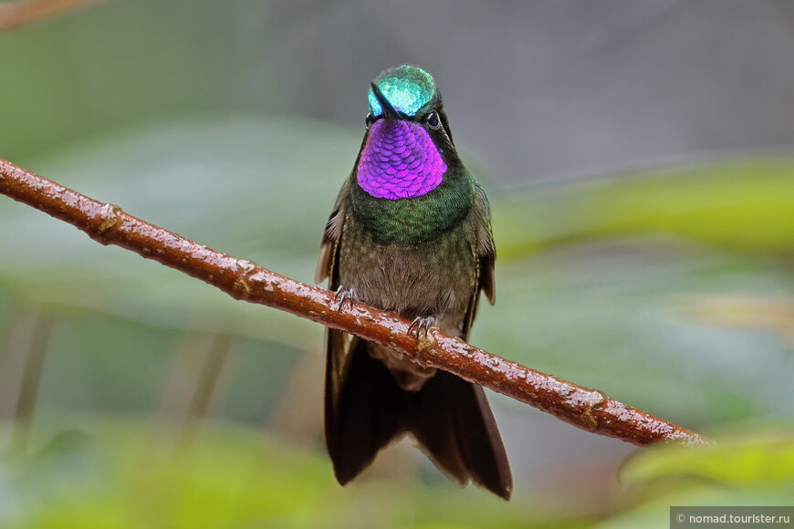 Пурпурногорлый сверкающий колибри, Lampornis calolaemus pectoralis, Purple-throated Mountain-gem