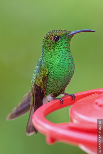 Медноголовая эльвира, Elvira cupreiceps, Coppery-headed Emerald