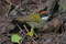 Каштановошапочная атлапета, Arremon brunneinucha elsae, Chestnut-capped Brush-Finch