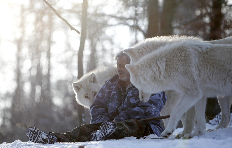 Леденящие душу фото: мужчина 40 лет прожил с волками и был вожаком огромной стаи кровожадных хищников