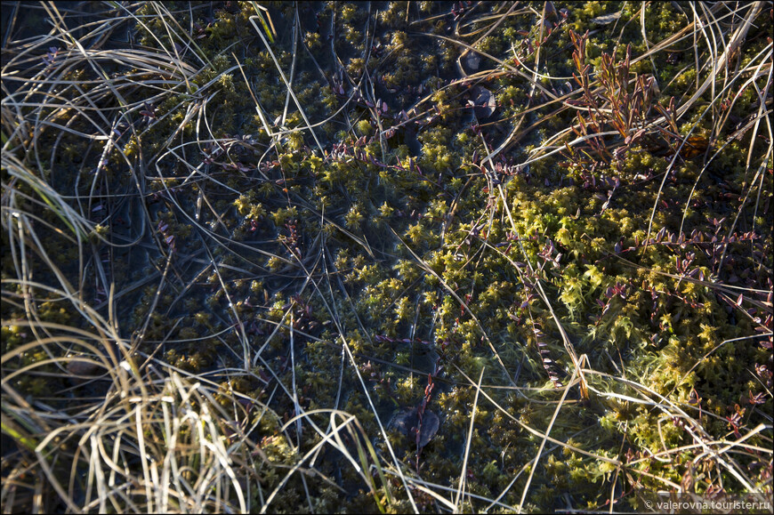 Весна на болоте. Прогулка по эстонскому заказнику