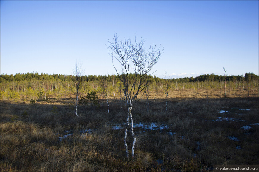 Весна на болоте. Прогулка по эстонскому заказнику