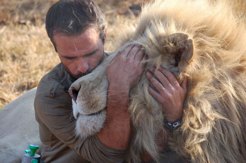 Фото об огромной любви и дружбе между человеком и львами: он ушел от людей, чтобы жить с хищниками