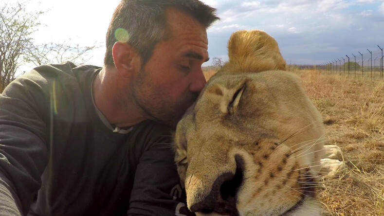 Фото об огромной любви и дружбе между человеком и львами: он ушел от людей, чтобы жить с хищниками
