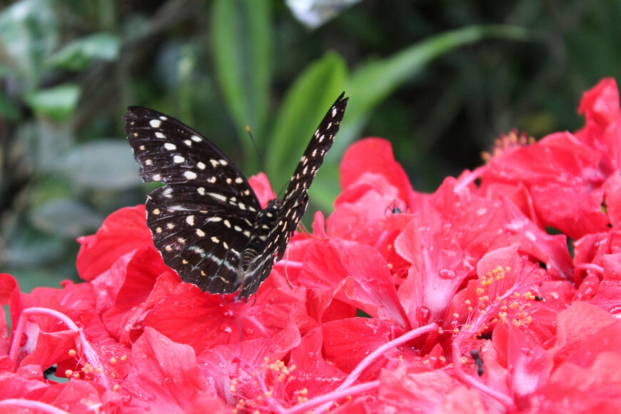 Яркие цветы медоносы привлекают самых разных бабочек