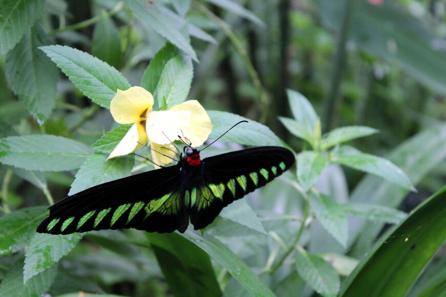 Парк бабочек Куала-Лумпура