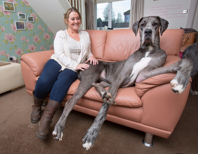 Аномальные размеры: фото самых больших собак в мире (приготовьтесь сильно удивиться)