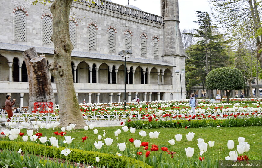 Тюльпаны на территории Голубой мечети