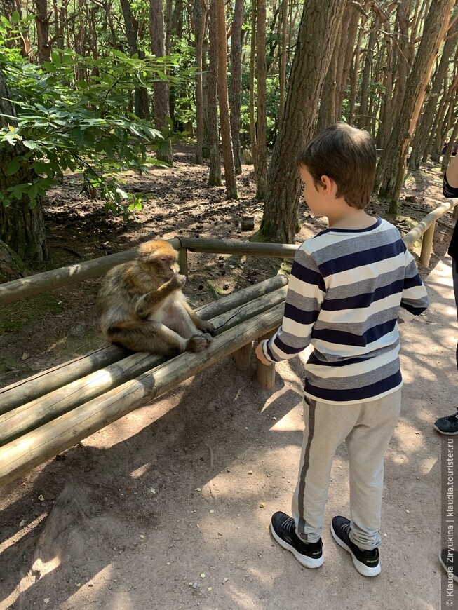 Парк обезьян.