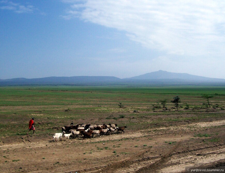 Долгая дорога к гориллам Уганды. Ч.14 - Чайные плантации и воины-пастухи на пути к Масай Мара