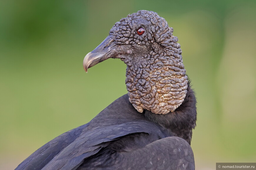 Американская чёрная катарта, Coragyps atratus brasiliensis, Black Vulture