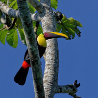 Коричневоспинный тукан, Ramphastos swainsonii, Chestnut-mandibled Toucan