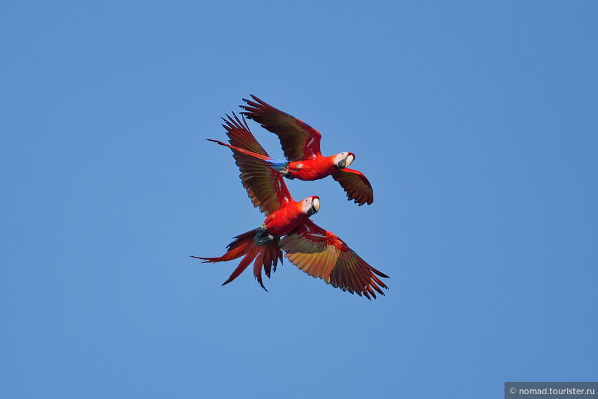 Красный ара, Ara macao macao, Scarlet Macaw