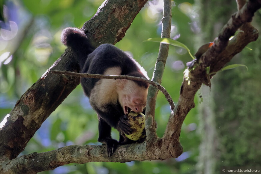 Белоголовый капуцин, Cebus imitator, Panamanian white-faced capuchin