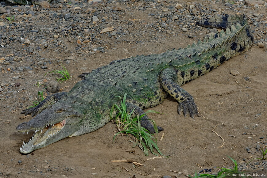Острорылый крокодил, Crocodylus acutus, American crocodile