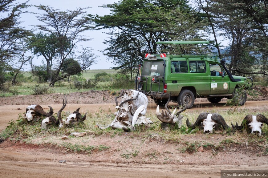 Долгая дорога к гориллам Уганды. Ч.14 - Чайные плантации и воины-пастухи на пути к Масай Мара