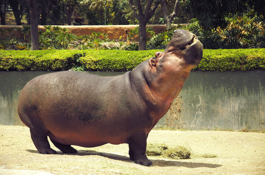 Зоопарк Гвадалахары в Мексике