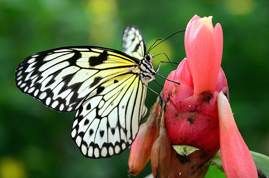 Парк бабочек в Бенальмадене (Mariposario de Benalmadena)