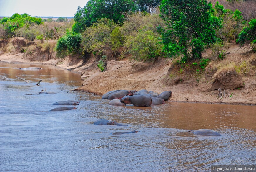 Долгая дорога к гориллам Уганды. Ч. 15 - Финал путешествия в Масаи-Мара
