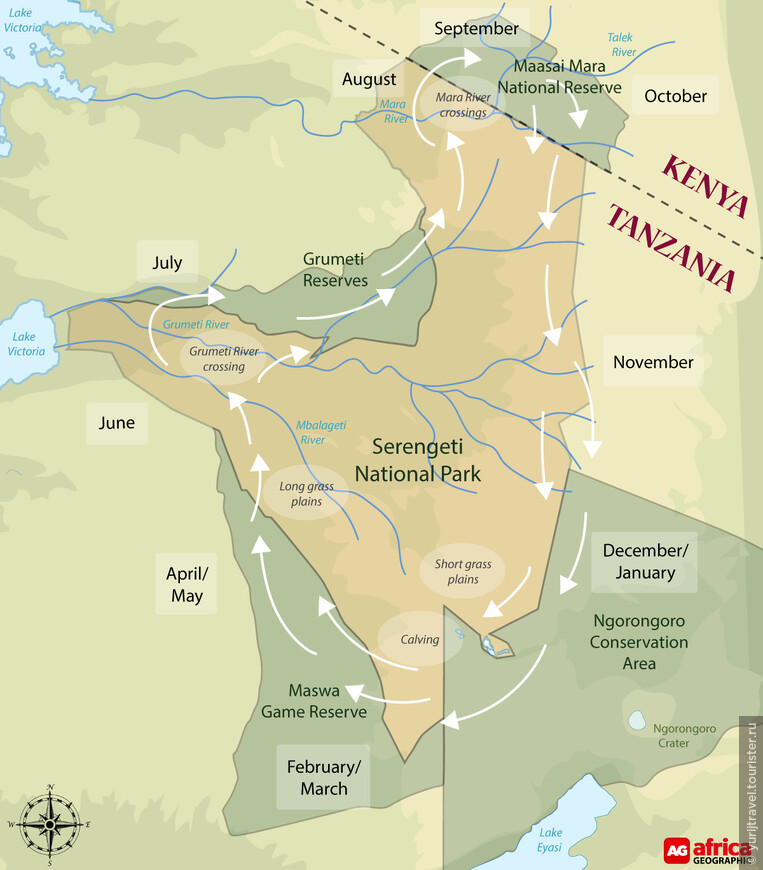 Схема миграции копытных в Национальных парках Масаи-Мара и Серенгети
