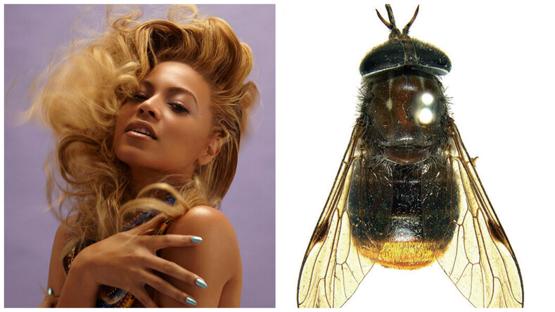 Топ жутких насекомых, которых назвали в честь голливудских звезд (с чем сравнили Питта, ди Каприо и Гагу?)