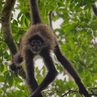 Коата Жоффруа, Ateles geoffroyi, Geoffroy's spider monkey