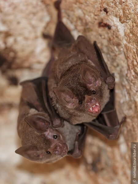 Очковый листонос, Carollia perspicillata, Seba's short-tailed bat