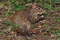 Центральноамериканский агути,Dasyprocta punctata, Central American agout