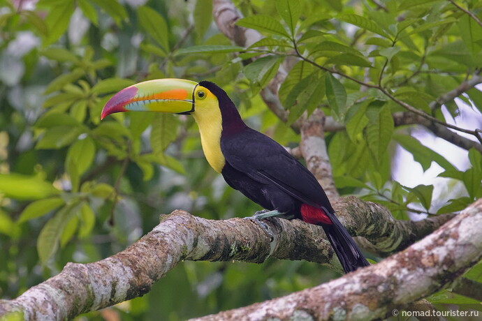 Радужный тукан, Ramphastos sulfuratus sulfuratus, Keel-billed Toucan