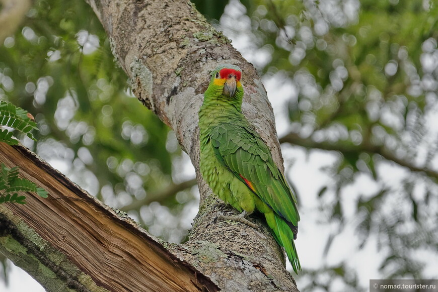 Желтощёкий амазон, Amazona autumnalis autumnalis, Red-lored Parrot