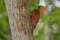 Каштановый целеус, Celeus castaneus, Chestnut-colored Woodpecker